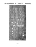 NOVEL BACILLUS THURINGIENSIS ISOLATE diagram and image