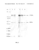 NOVEL BACILLUS THURINGIENSIS ISOLATE diagram and image