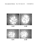 METHOD OF MODULATING ANGIOGENESIS diagram and image