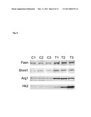 MEDICAMENT, COMPOSITIONS, AND SUBSTANCES FOR TREATING AND IDENTIFYING ADENOCARCINOMA OF THE LUNG diagram and image