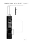 MEDICAMENT, COMPOSITIONS, AND SUBSTANCES FOR TREATING AND IDENTIFYING ADENOCARCINOMA OF THE LUNG diagram and image