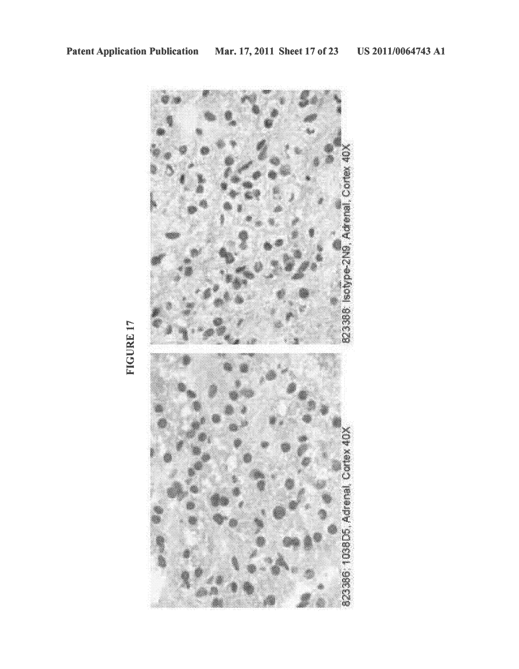 HUMAN ANTI-CANCER ANTIBODIES - diagram, schematic, and image 18