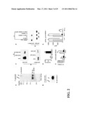 TREATMENT OF DRUG-RELATED SIDE EFFECT AND TISSUE DAMAGE BY TARGETING THE CD24-HMGB1-SIGLEC10 AXIS diagram and image