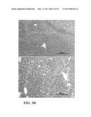 TREATMENT OF DRUG-RELATED SIDE EFFECT AND TISSUE DAMAGE BY TARGETING THE CD24-HMGB1-SIGLEC10 AXIS diagram and image