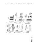 TREATMENT OF DRUG-RELATED SIDE EFFECT AND TISSUE DAMAGE BY TARGETING THE CD24-HMGB1-SIGLEC10 AXIS diagram and image