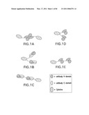 TARGETED IMMUNOCONJUGATES diagram and image