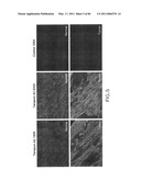 TARGETED IMMUNOCONJUGATES diagram and image