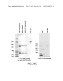 TARGETED IMMUNOCONJUGATES diagram and image