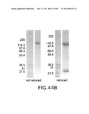 TARGETED IMMUNOCONJUGATES diagram and image