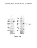 TARGETED IMMUNOCONJUGATES diagram and image