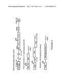 LENTIVIRAL VECTORS PSEUDOTYPED WITH A SINDBIS VIRUS ENVELOPE GLYCOPROTEIN diagram and image