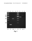 Attenuated Vaccine Against Fish Pathogen Francisella Sp. diagram and image