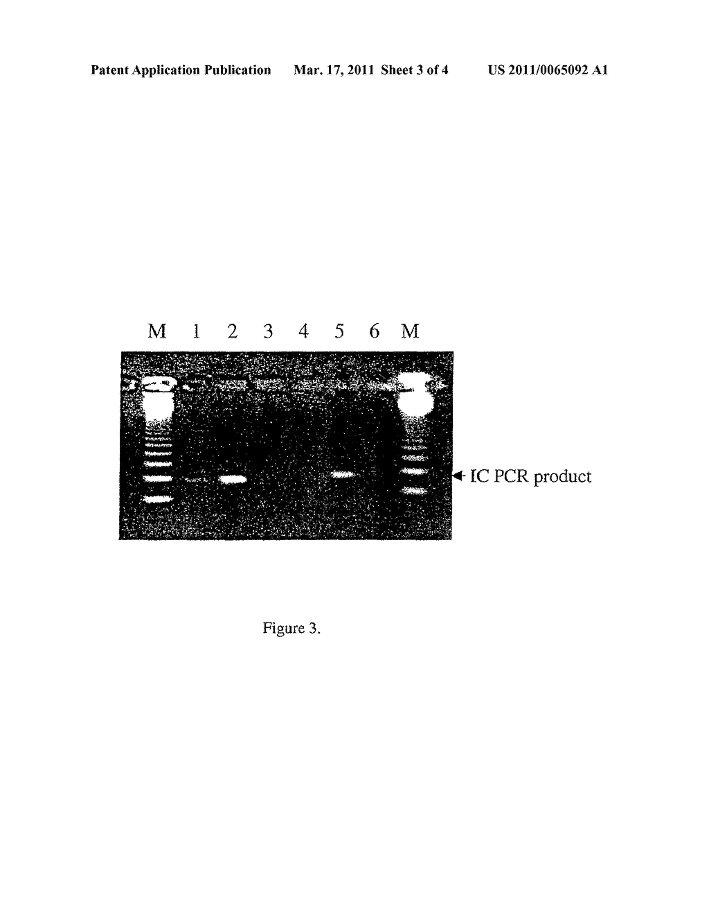 USE OF NONVIABLE PARTICLES COMPRISING AN INTERNAL CONTROL (IC) NUCLEIC ACID - diagram, schematic, and image 04