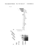 OSTEOARTHRITIS-SENSITIVE GENE diagram and image