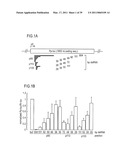 RNA INTERFERENCE MEDIATING SMALL RNA MOLECULES diagram and image