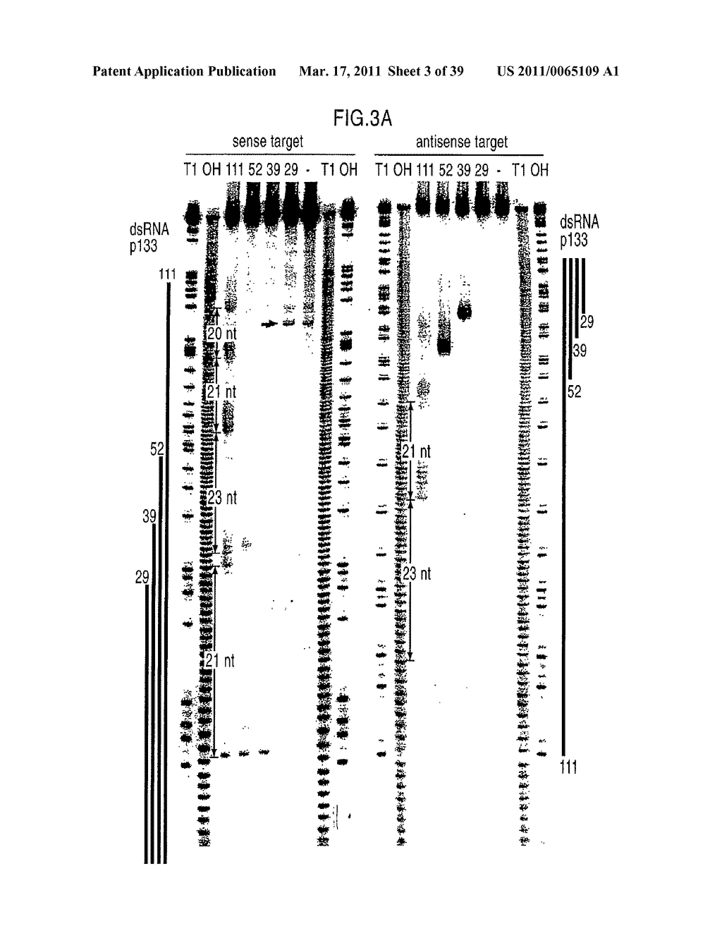 RNA INTERFERENCE MEDIATING SMALL RNA MOLECULES - diagram, schematic, and image 04