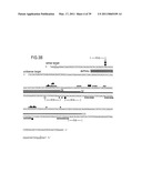 RNA INTERFERENCE MEDIATING SMALL RNA MOLECULES diagram and image