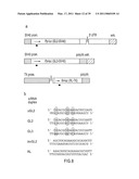 RNA INTERFERENCE MEDIATING SMALL RNA MOLECULES diagram and image