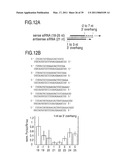 RNA INTERFERENCE MEDIATING SMALL RNA MOLECULES diagram and image