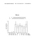 RNA INTERFERENCE MEDIATING SMALL RNA MOLECULES diagram and image