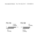 RNA INTERFERENCE MEDIATING SMALL RNA MOLECULES diagram and image