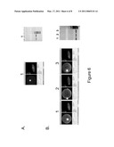 Method For The Extraction And Purification Of Nucleic Acids On A Membrane diagram and image