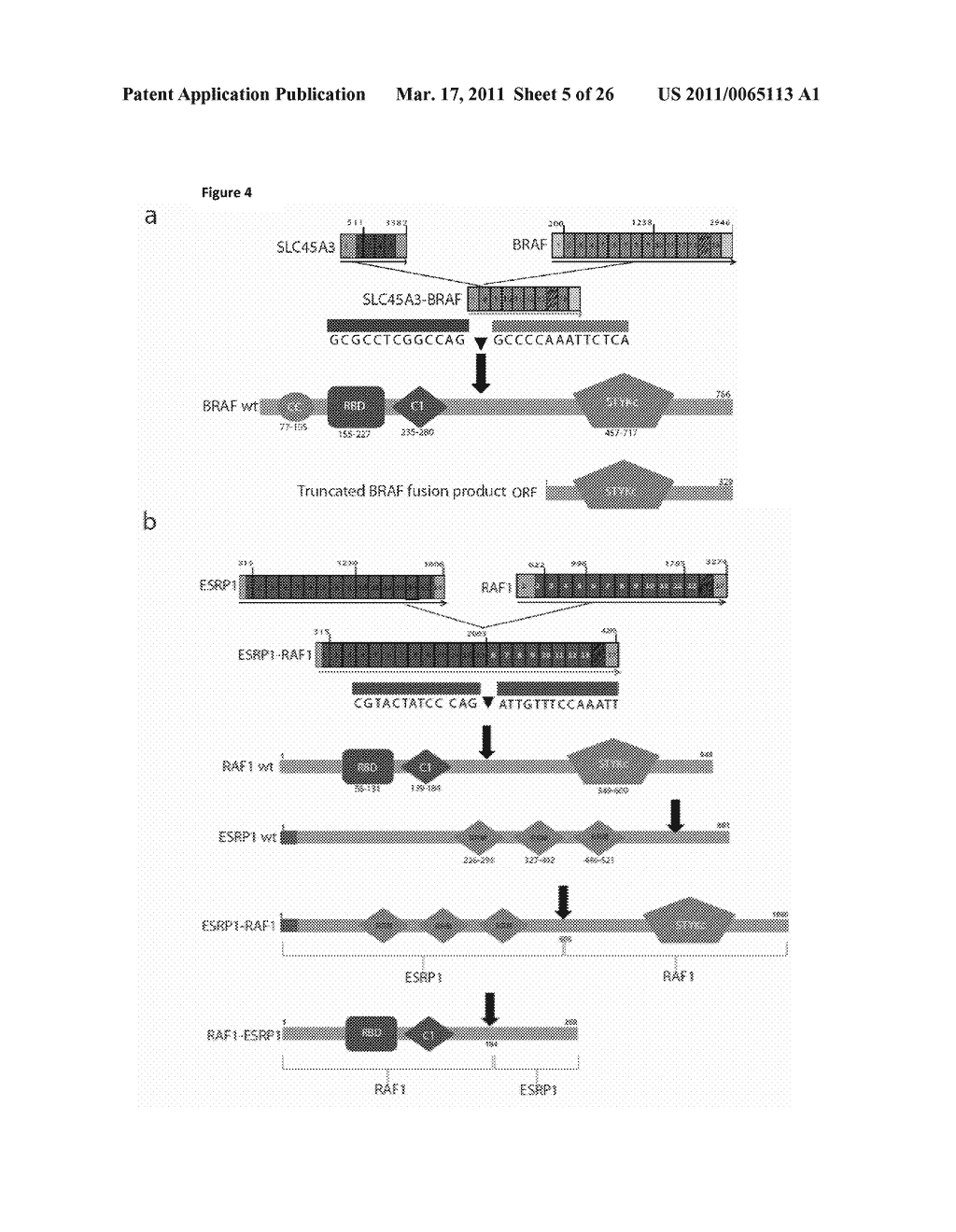 RECURRENT GENE FUSIONS IN PROSTATE CANCER - diagram, schematic, and image 06