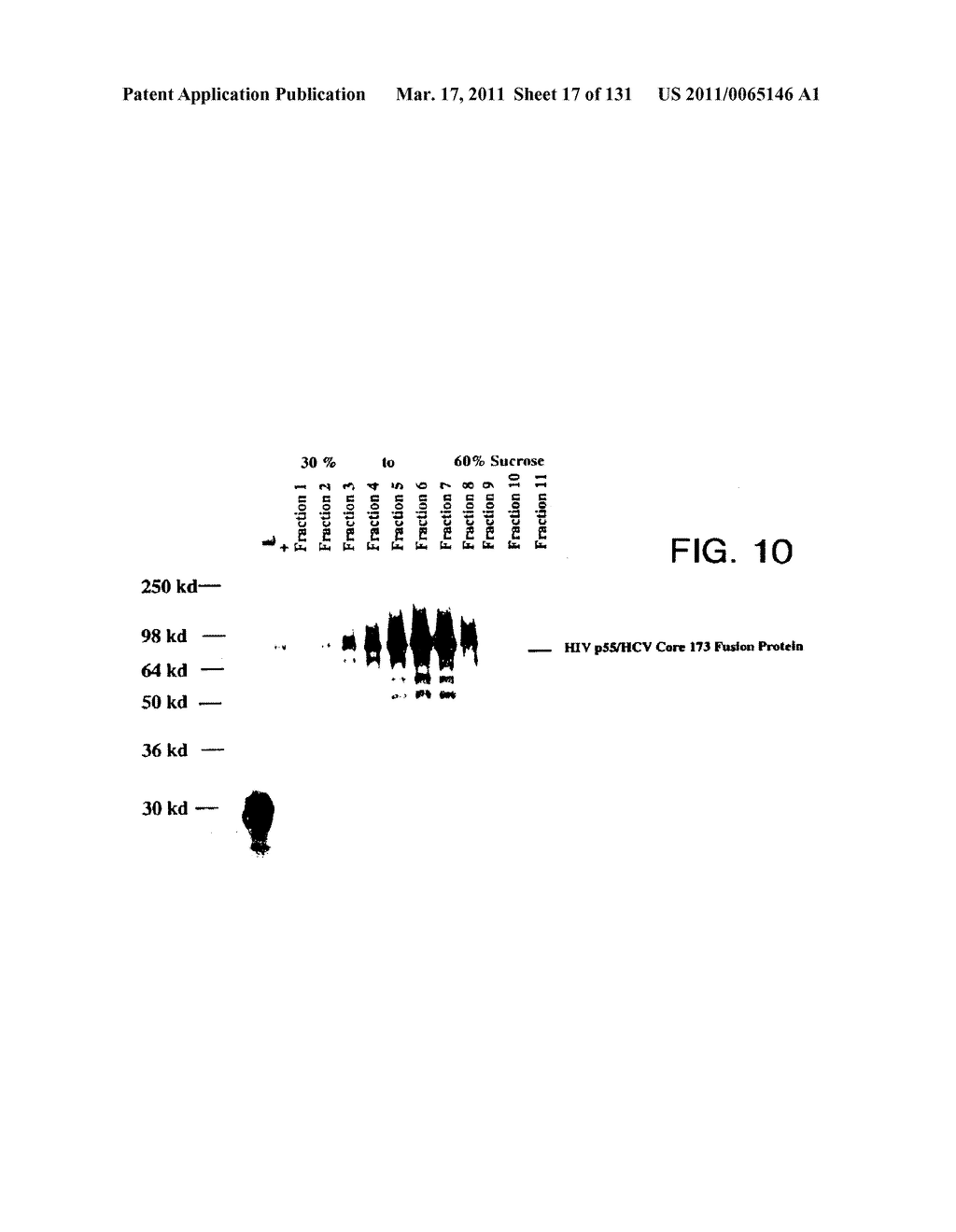 Expression of HIV polypeptides and production of virus-like particles - diagram, schematic, and image 18