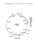 Expression of HIV polypeptides and production of virus-like particles diagram and image