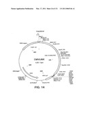 Expression of HIV polypeptides and production of virus-like particles diagram and image