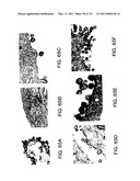 Expression of HIV polypeptides and production of virus-like particles diagram and image