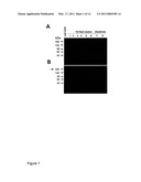 Lacritin-Syndecan Interactions diagram and image