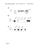 Lacritin-Syndecan Interactions diagram and image