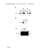 Lacritin-Syndecan Interactions diagram and image