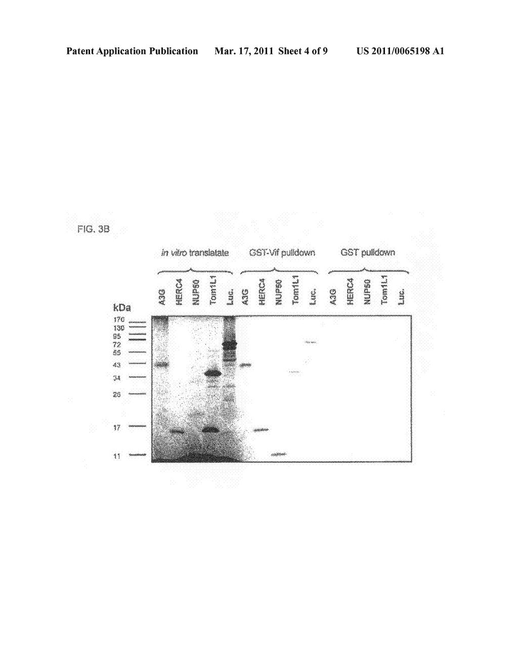 NOVEL TARGETS AND COMPOUNDS FOR THERAPEUTIC INTERVENTION OF HIV INFECTION - diagram, schematic, and image 05