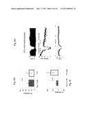 NOVEL PEPTIDES ISOLATED FROM SPIDER VENOM, AND USES THEREOF diagram and image