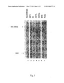 DOUBLE-STRANDED RNA (dsRNA) AND METHOD OF USE FOR INHIBITING EXPRESSION OF A FUSION GENE diagram and image