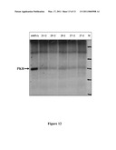 METHODS AND COMPOSITIONS FOR THE SPECIFIC INHIBITION OF GENE EXPRESSION BY DOUBLE-STRANDED RNA diagram and image