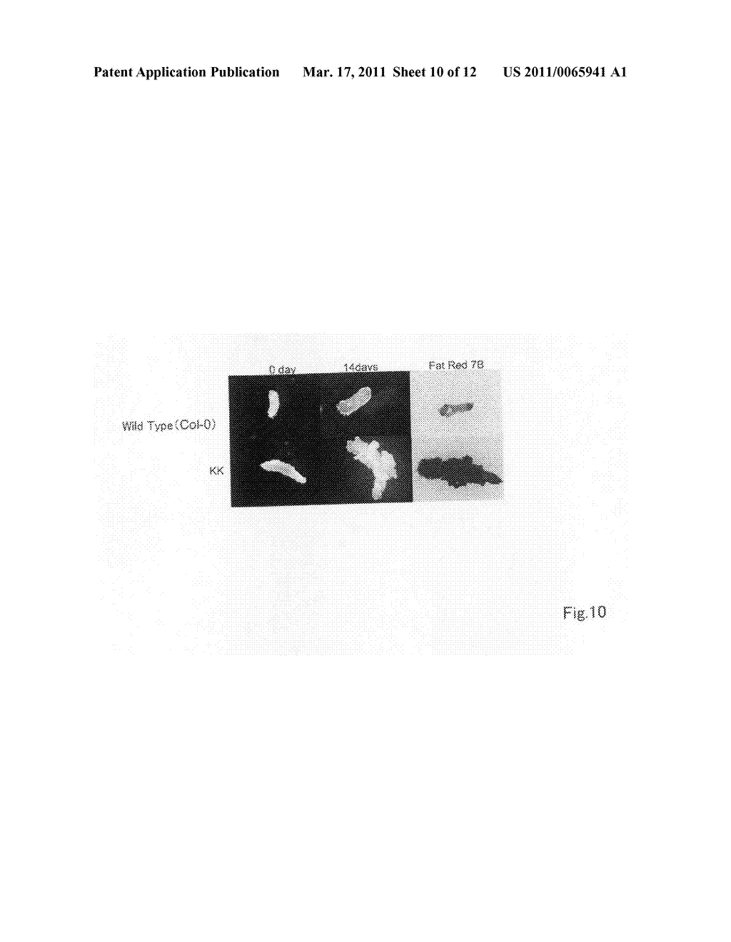 Plant body with modified program related to accumulation of storage material and the use thereof - diagram, schematic, and image 11