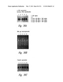 ANTI-ANGIOGENIC COMPOSITIONS AND METHODS OF USE diagram and image