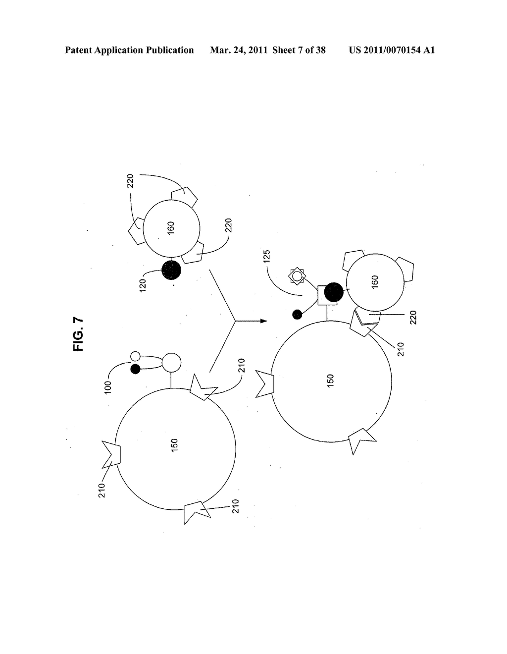 Artificial cells - diagram, schematic, and image 08