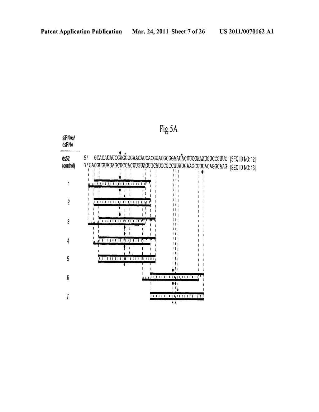 RNA INTERFERENCE MEDIATING SMALL RNA MOLECULES - diagram, schematic, and image 08