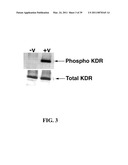 MULTIVALENT CONSTRUCTS FOR THERAPEUTIC AND DIAGNOSTIC APPLICATIONS diagram and image