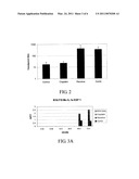 ABROGATING PROINFLAMMATORY CYTOKINE PRODUCTION DURING ONCOLYTIC REOVIRUS THERAPY diagram and image