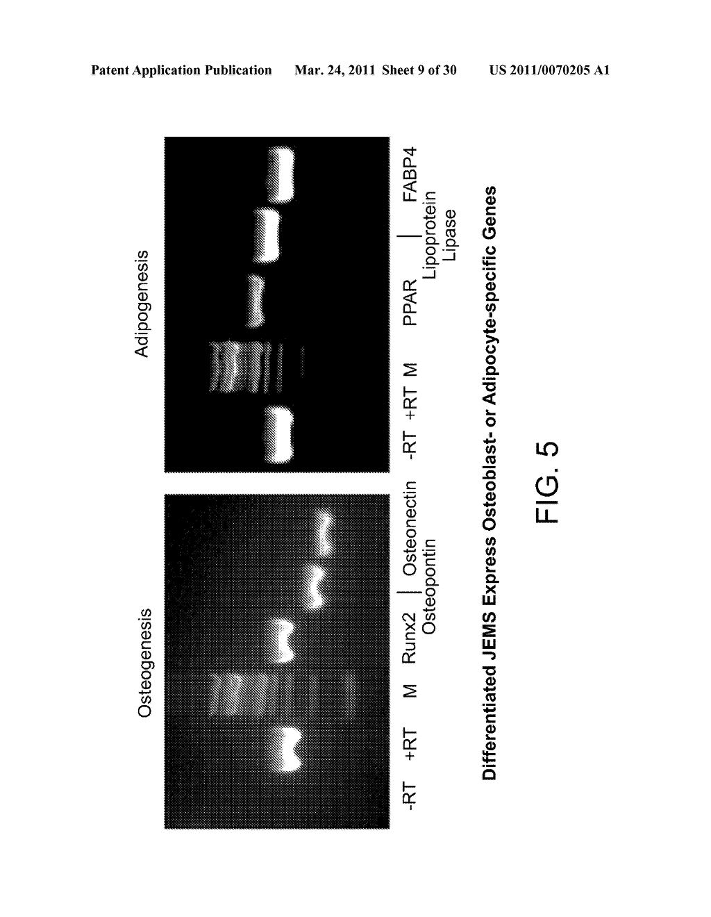 MULTIPOTENT STEM CELLS AND USES THEREOF - diagram, schematic, and image 10