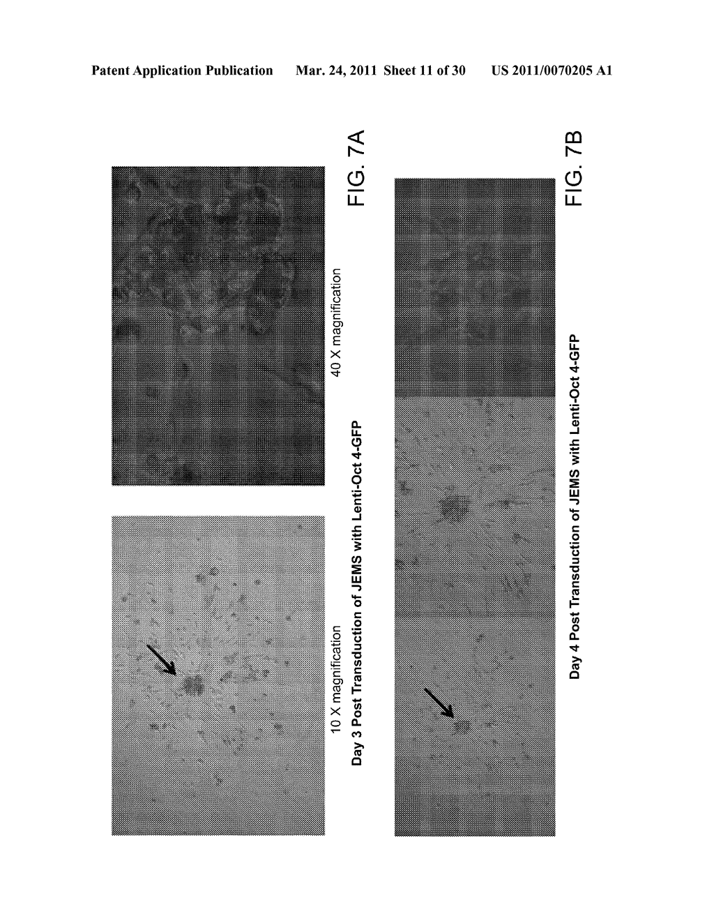 MULTIPOTENT STEM CELLS AND USES THEREOF - diagram, schematic, and image 12