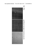 MULTIPOTENT STEM CELLS AND USES THEREOF diagram and image