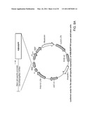 MULTIPOTENT STEM CELLS AND USES THEREOF diagram and image