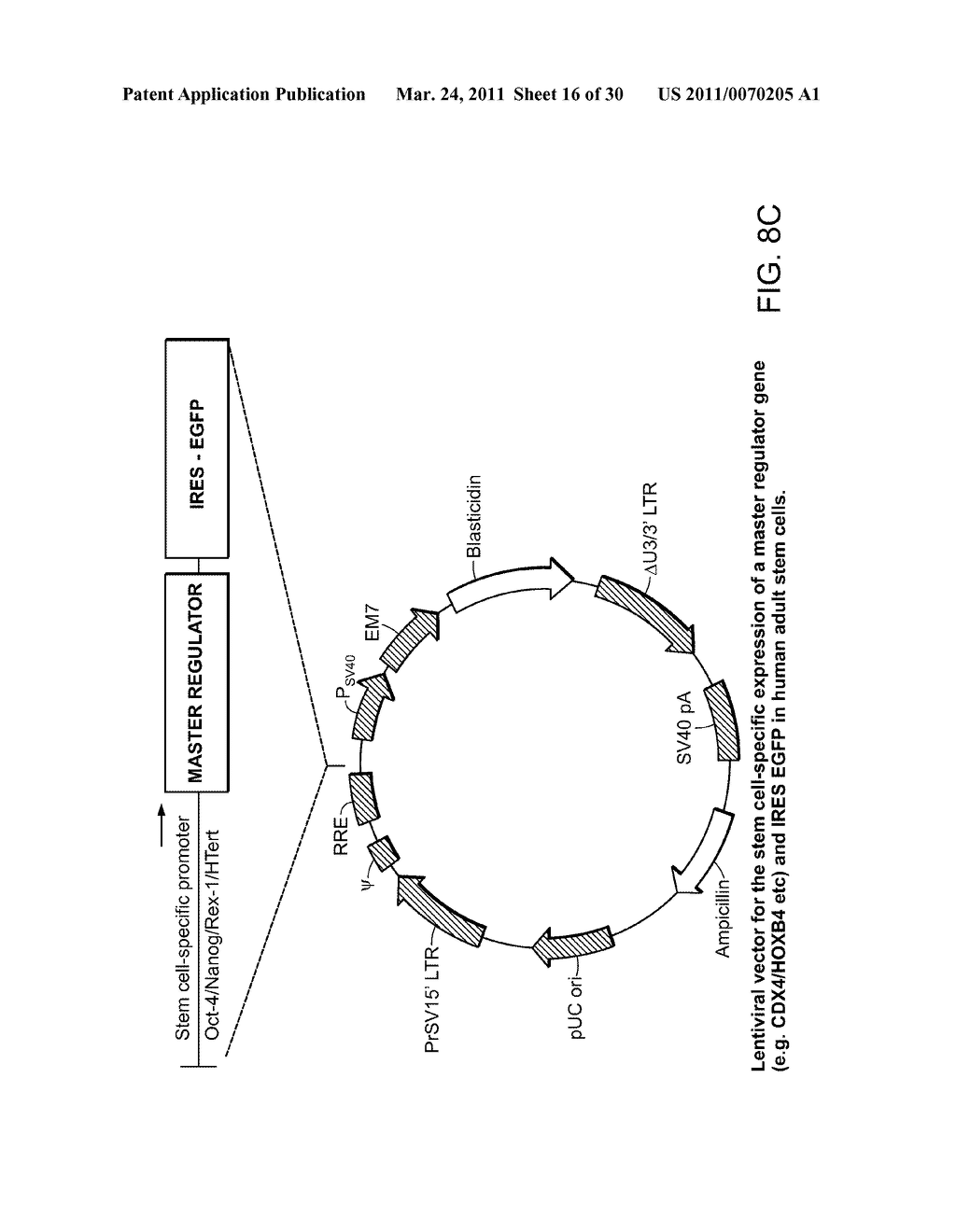 MULTIPOTENT STEM CELLS AND USES THEREOF - diagram, schematic, and image 17