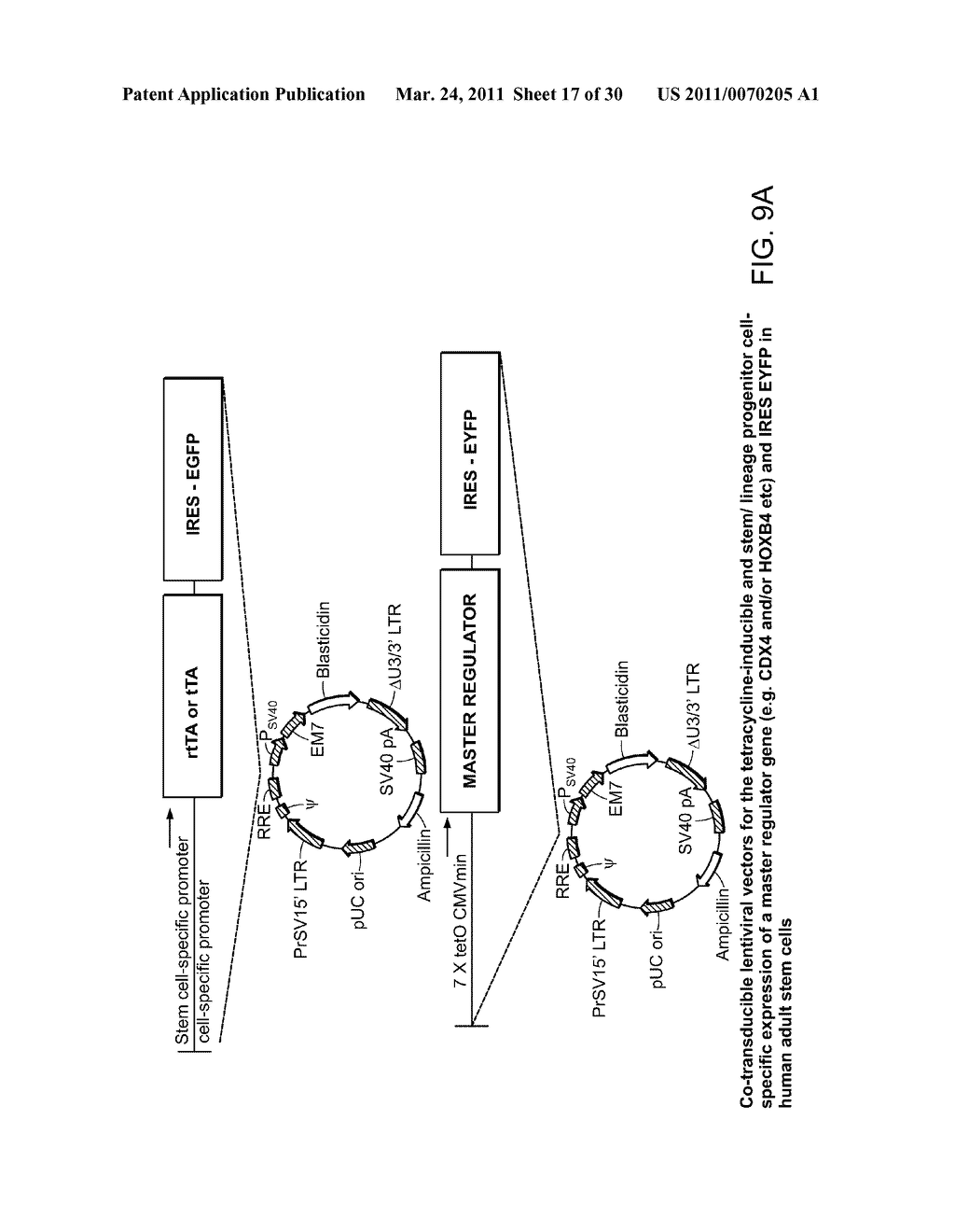 MULTIPOTENT STEM CELLS AND USES THEREOF - diagram, schematic, and image 18